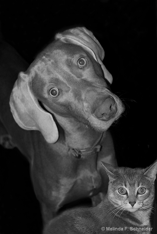 Dog and Cat 