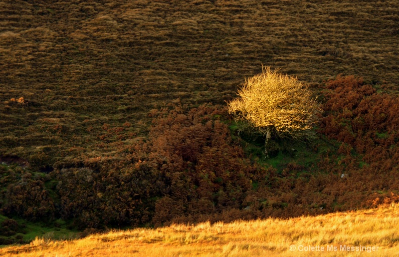 comeragh drive 15