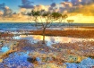 Mangrove morn