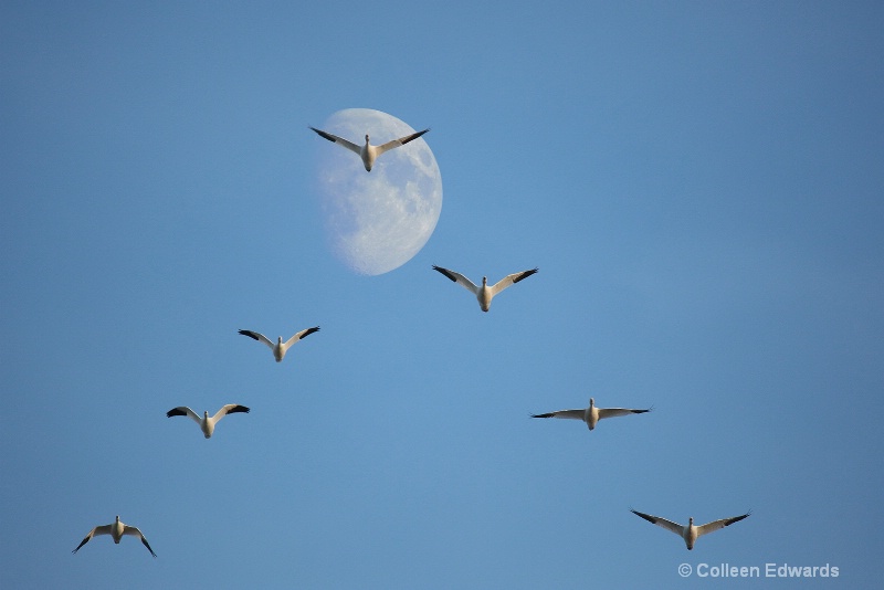 Snow Geese Migration