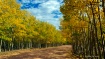 Gold Camp Road