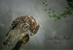 Hawk