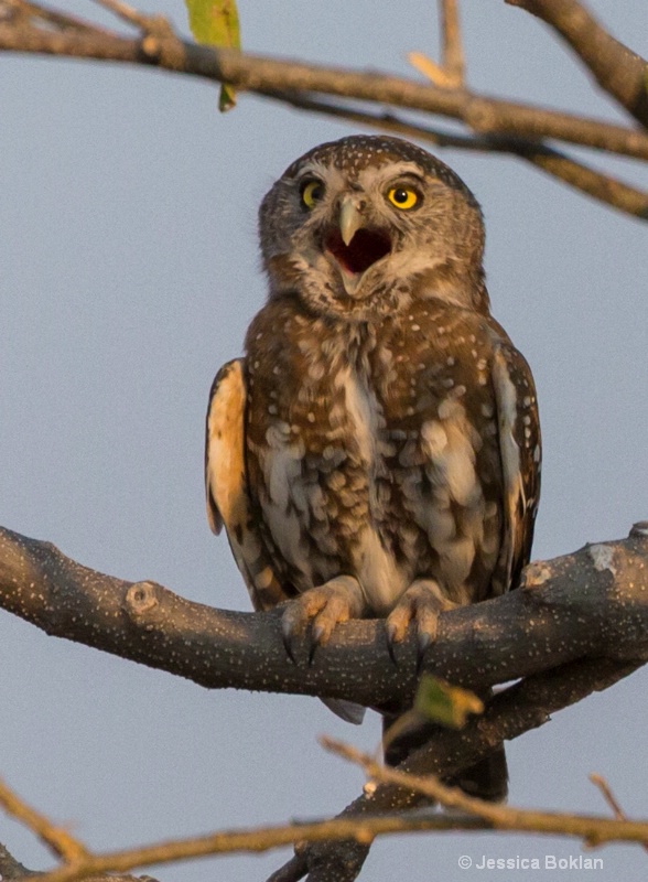 Pearl-spotted Owlet Calling - ID: 15037810 © Jessica Boklan