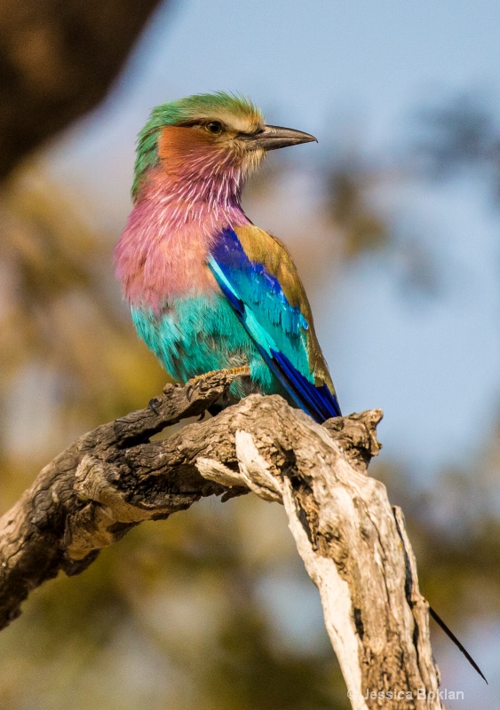 Lilac-breasted Roller - ID: 15037817 © Jessica Boklan