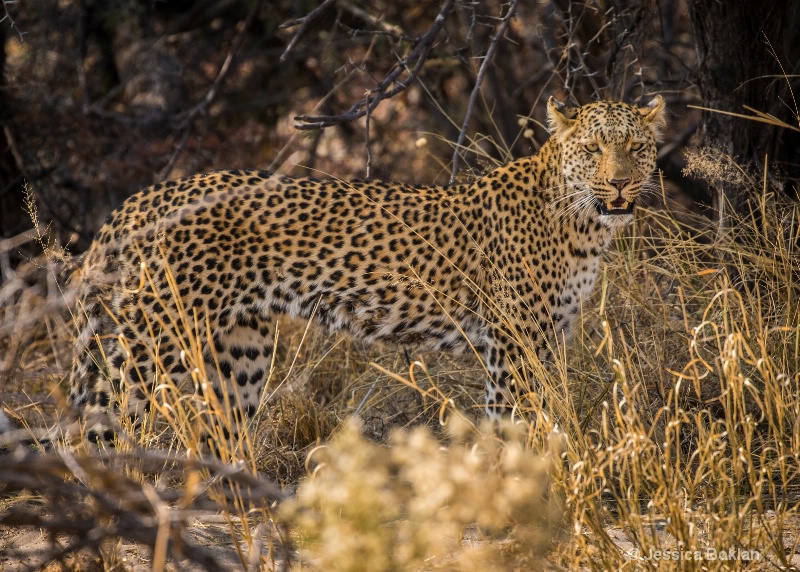 Leopard - ID: 15037834 © Jessica Boklan