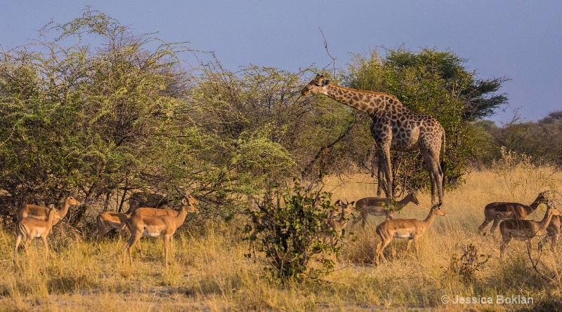 Giraffe with Impalas - ID: 15037841 © Jessica Boklan
