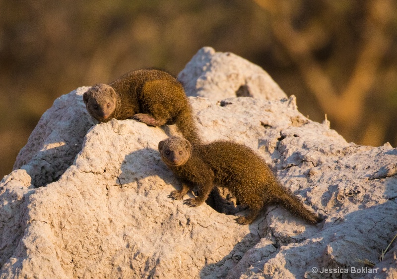 Dwarf Mongooses - ID: 15037842 © Jessica Boklan