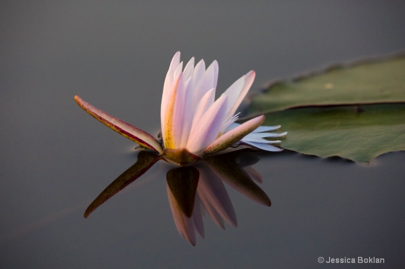 Day Water Lily - ID: 15037846 © Jessica Boklan