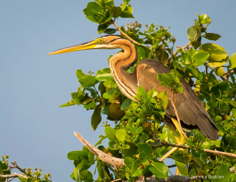 Purple Heron