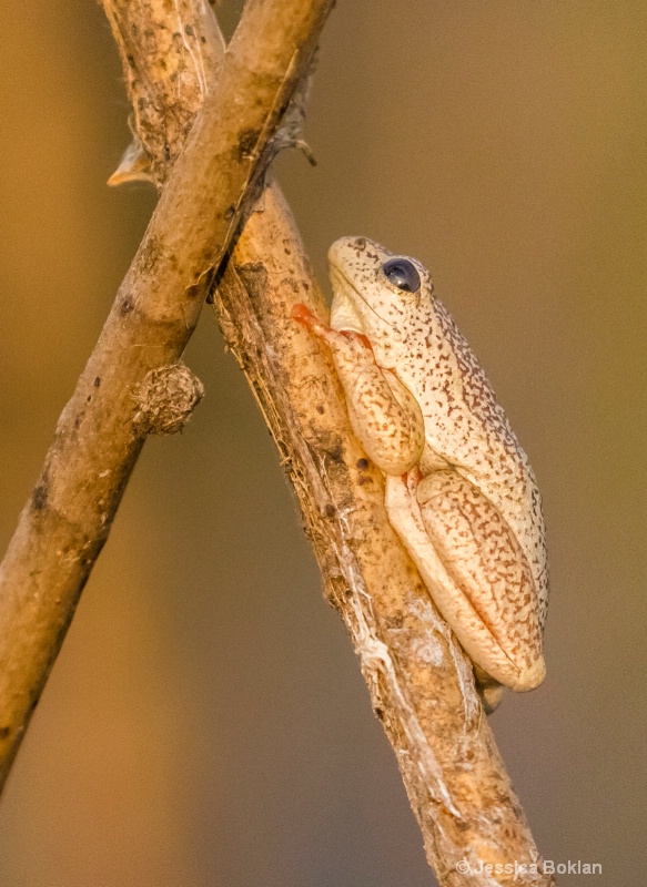 Angolan Reed Frog - ID: 15037856 © Jessica Boklan