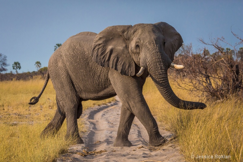 Elephant Crossing - ID: 15037864 © Jessica Boklan