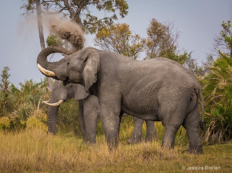 Elephant Dusting - ID: 15037869 © Jessica Boklan