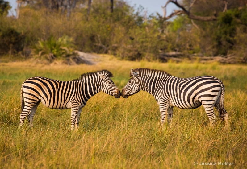 Nuzzling Zebras - ID: 15037878 © Jessica Boklan