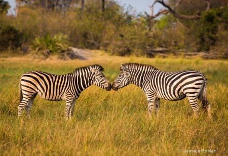 Nuzzling Zebras