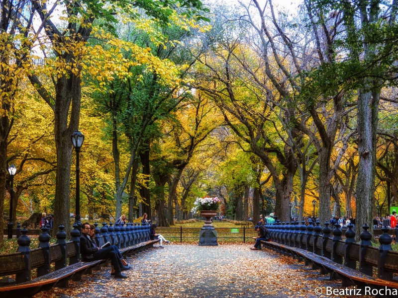 Fall in Central Park