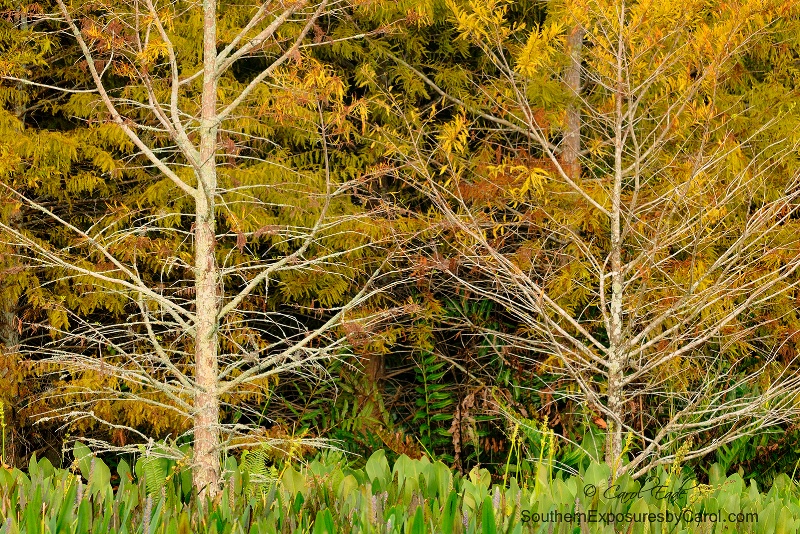 Autumn Bald Cypress - ID: 15038182 © Carol Eade