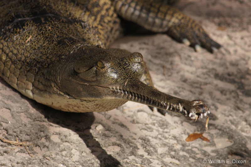Indian Gharial or Crocodile 