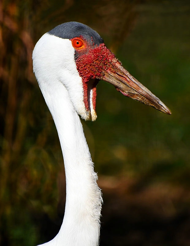 Wattled Crane