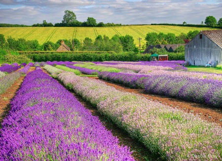 Lavender fields