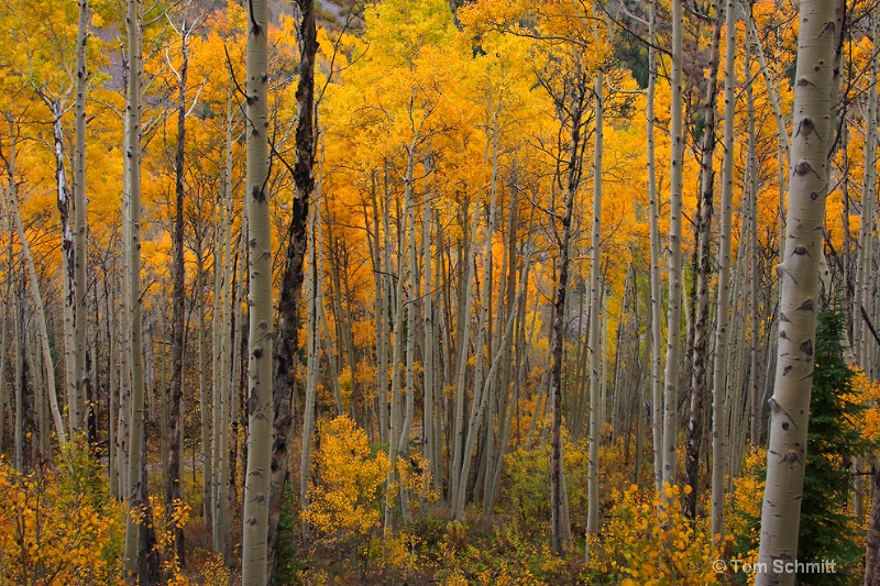 Maroon Creek Aspens