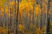 Maroon Creek Aspe...
