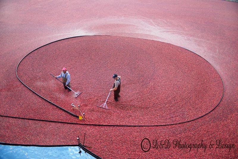 Cranberry Harvesting