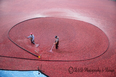 Cranberry Harvesting