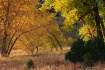 Autumn Glow