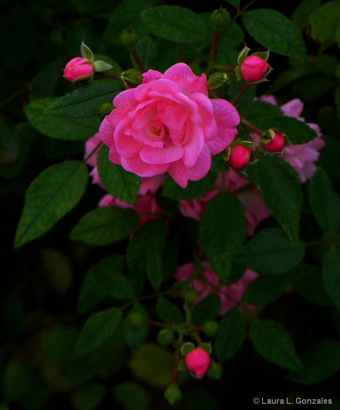 Delicate Rose