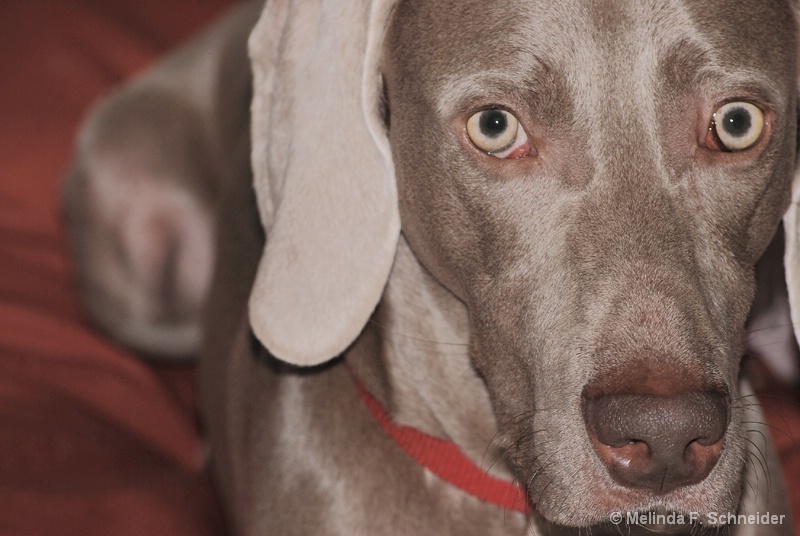 Weim on Red Pillow