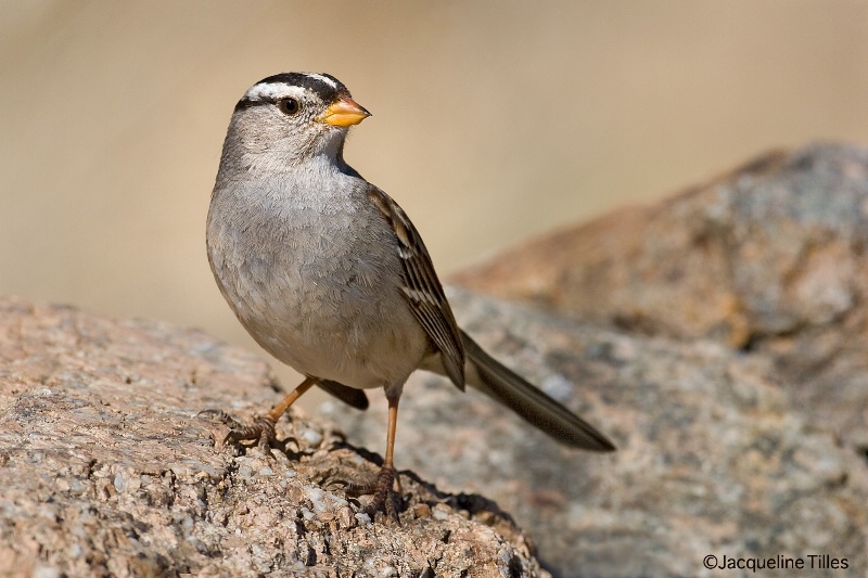 White-crowned Sparrow  - ID: 15039596 © Jacqueline A. Tilles