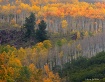 Maroon Creek Colo...