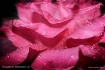 Magic Rose