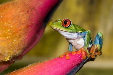 red eye frog