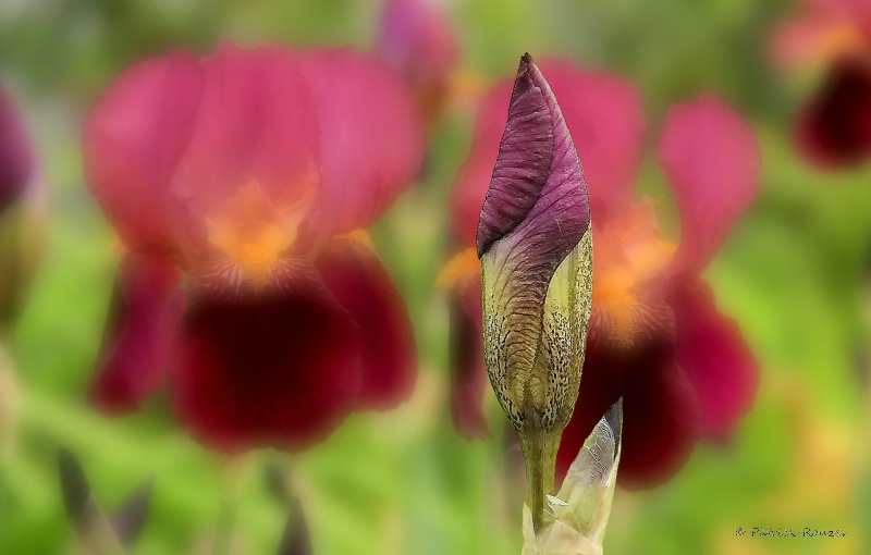 Garden Guard