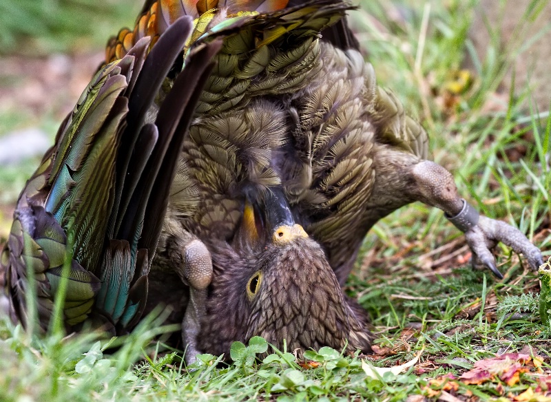 Roly poly preening kea style