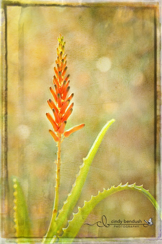 Autumn Aloe