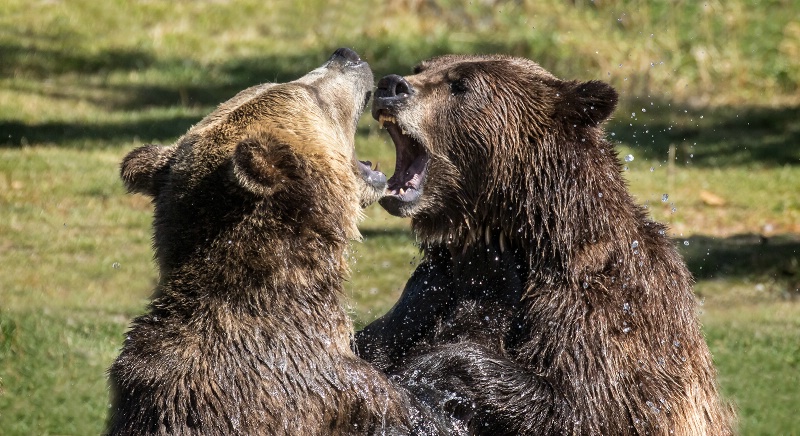 Sparring Grizzlies     