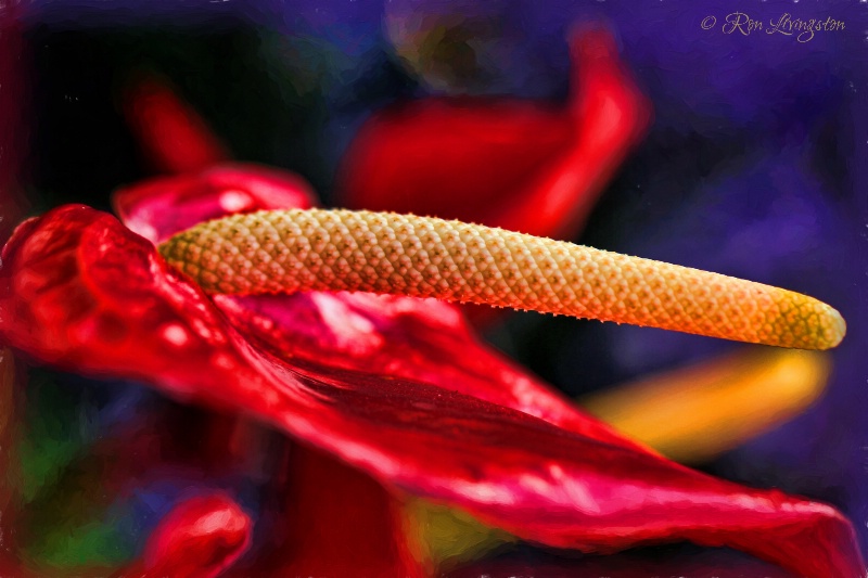 Red Anthurium