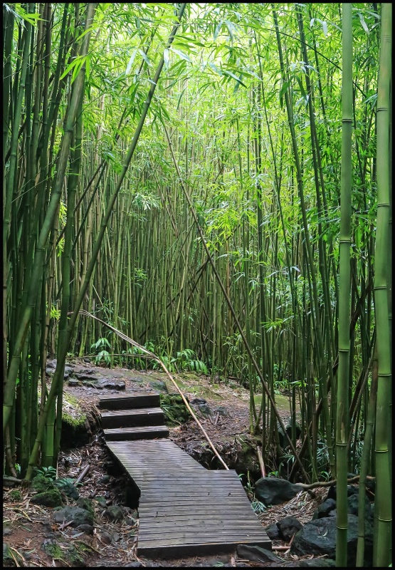 Maui BAmboo