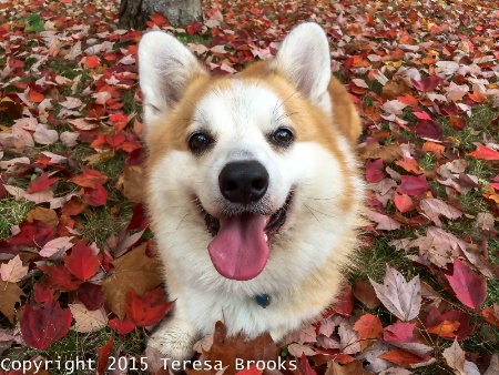 Baron in fall leaves 2015