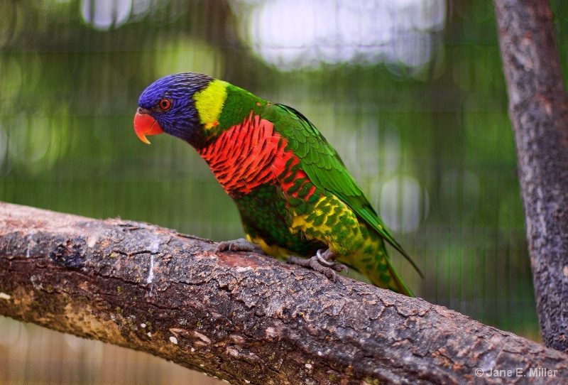 Lorikeet Colorful Bird