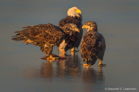 Eagles on Ice