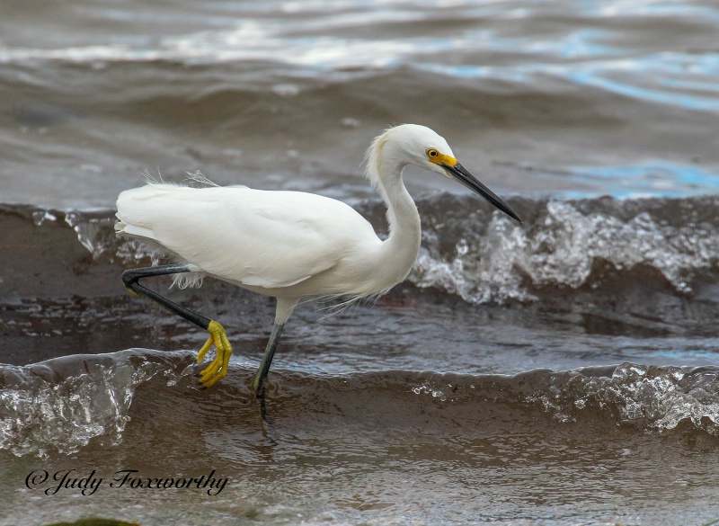 Snowy Foraging Along The Shore