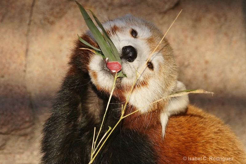 Hungry Red Panda (C)