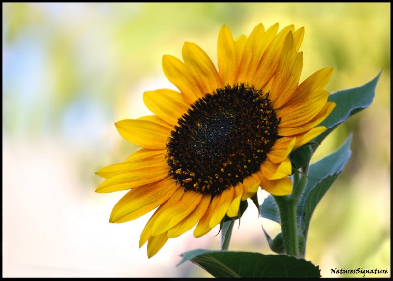 ~ Big Yellow Sunflower ~ 