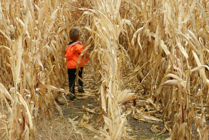 Corn Stalker