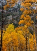 Maroon Creek Autu...