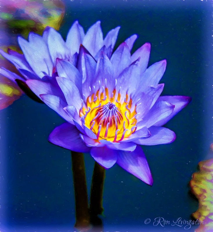 Water Lily