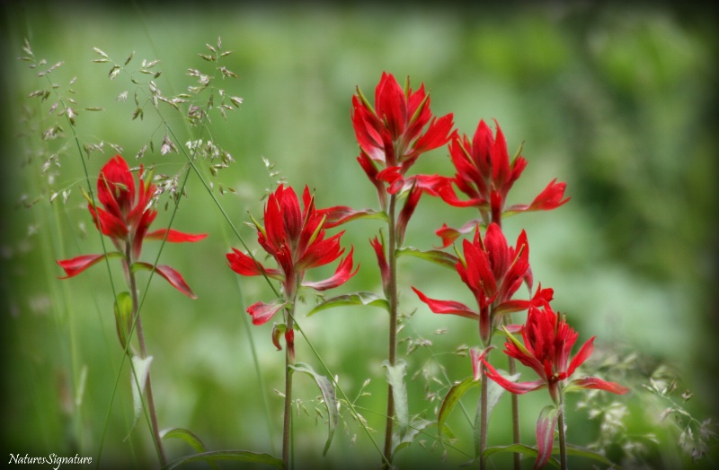 ~ Indian Paintbrush ~ - ID: 15040566 © Trudy L. Smuin